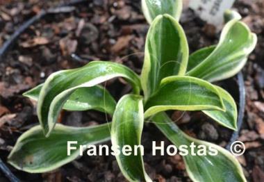 Hosta Little Ice Mouse