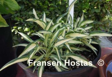 Hosta Little Jay
