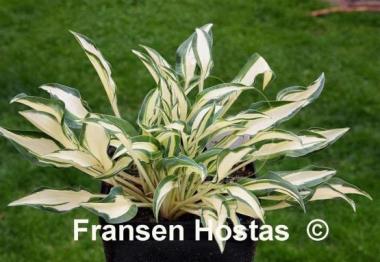 Hosta Little Jay