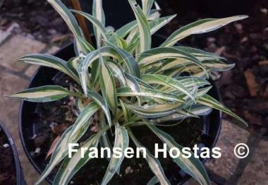 Hosta Little Jay