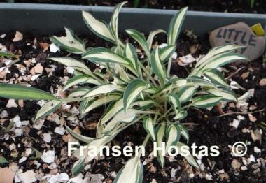 Hosta Little Jay