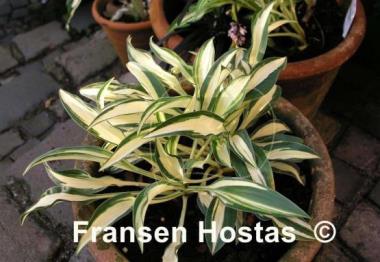 Hosta Little Jay