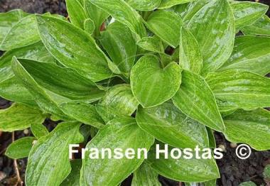 Hosta Little Maddie