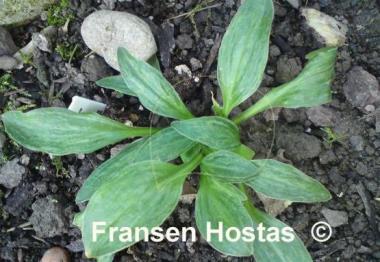 Hosta Little Maddie