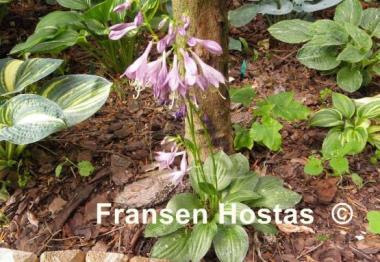 Hosta Little Maddie