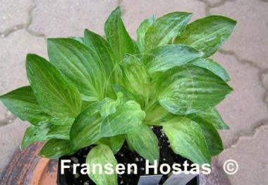 Hosta Little Maddie