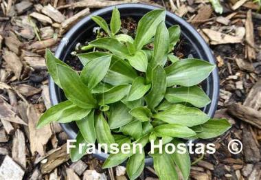 Hosta Little Maddie