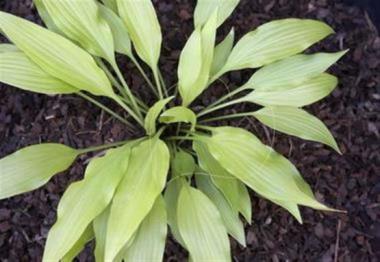 Hosta Little Miss Magic