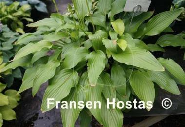 Hosta Little Miss Magic