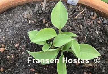 Hosta Little Miss Muffet