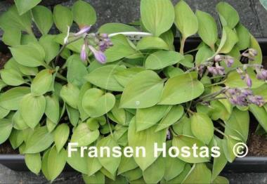 Hosta Little Miss Muffet