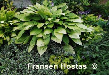 Hosta Little Miss Sunshine