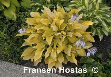 Hosta Little Miss Sunshine