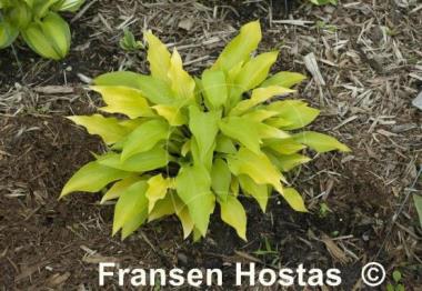 Hosta Little Miss Sunshine