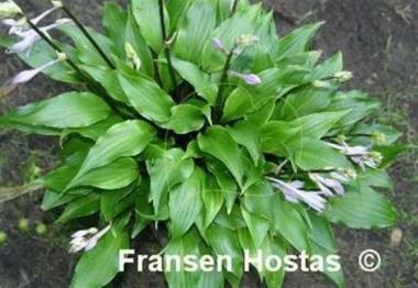 Hosta Little Red Joy