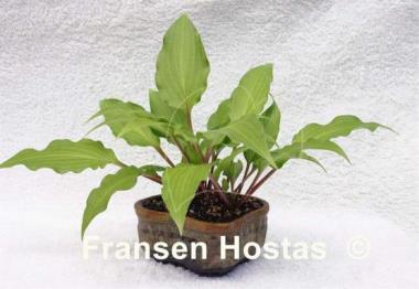 Hosta Little Red Joy