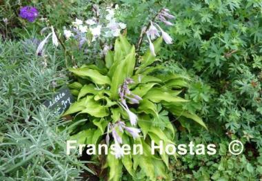 Hosta Little Red Joy