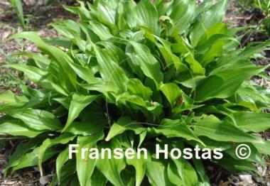 Hosta Little Red Joy