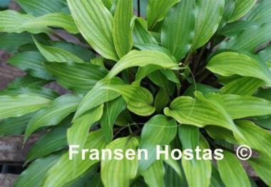 Hosta Little Red Joy