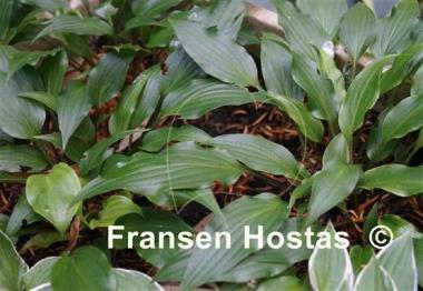 Hosta Little Red Joy