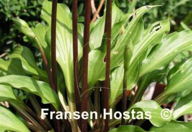 Hosta Little Red Rooster