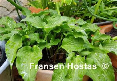 Hosta Little Red Rooster