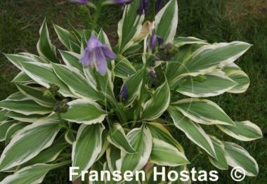 Hosta Little Star Struck