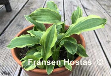 Hosta Little Star Struck