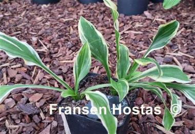 Hosta Little Star Struck