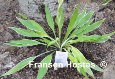 Hosta Little Starlet