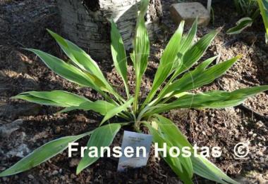 Hosta Little Starlet