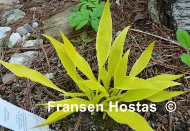 Hosta Little Starlet