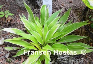 Hosta Little Starlet