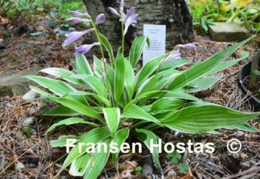 Hosta Little Starlet