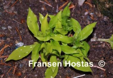 Hosta Little Stiffy