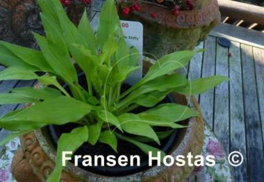 Hosta Little Stiffy
