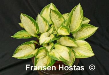 Hosta Little Sunspot