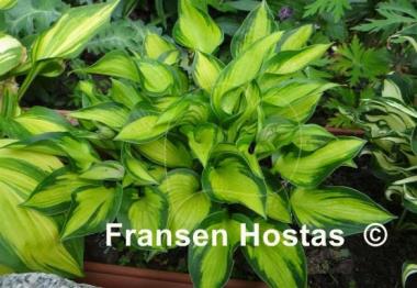 Hosta Little Sunspot