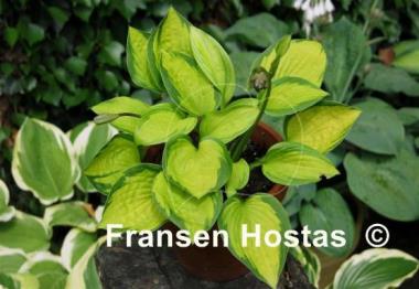 Hosta Little Sunspot