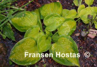 Hosta Little Sunspot
