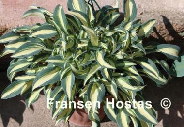 Hosta Little Treasure