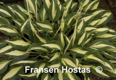 Hosta Little Treasure