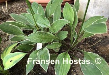 Hosta Little White Lines