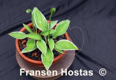 Hosta Little White Lines