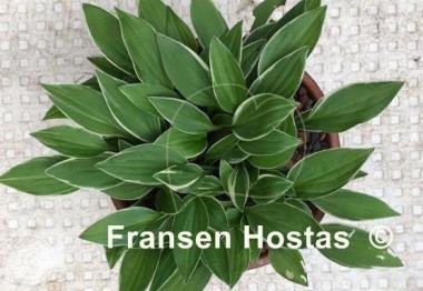 Hosta Little White Lines