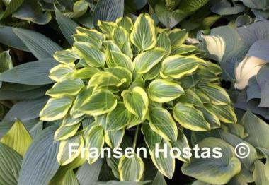 Hosta Little Wonder