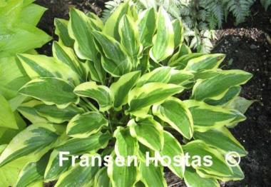 Hosta Little Wonder