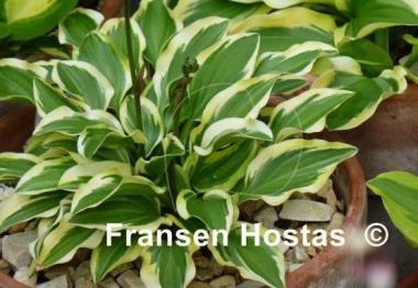 Hosta Little Wonder