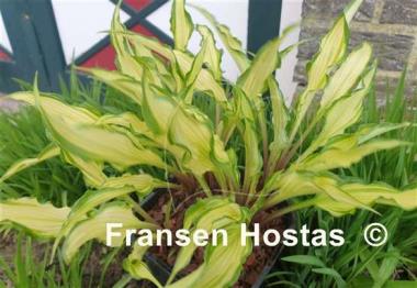 Hosta Livin' on the Edge