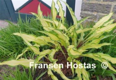 Hosta Livin' on the Edge